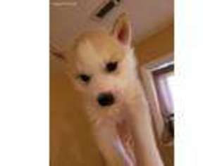 Siberian Husky Puppy for sale in Mchenry, IL, USA