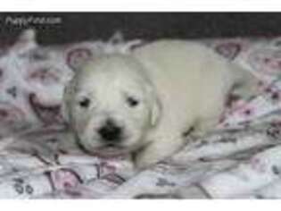 Mutt Puppy for sale in Princeton, WV, USA