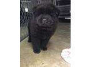 Chow Chow Puppy for sale in Landrum, SC, USA