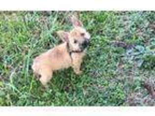 Cairn Terrier Puppy for sale in Norman, AR, USA