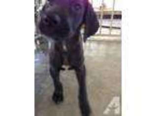 Great Dane Puppy for sale in LOS ANGELES, CA, USA