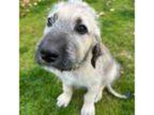 Irish Wolfhound Puppy for sale in Peoria, AZ, USA