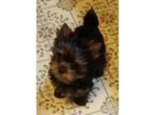 Yorkshire Terrier Puppy for sale in Henderson, TN, USA