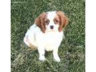 Cavalier King Charles Spaniel Puppy for sale in Claypool, IN, USA
