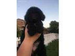 Goldendoodle Puppy for sale in Convoy, OH, USA