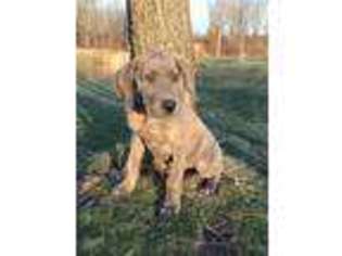 Great Dane Puppy for sale in Jefferson, OH, USA