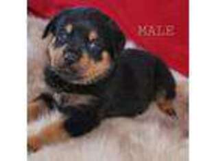 Rottweiler Puppy for sale in Willis, MI, USA