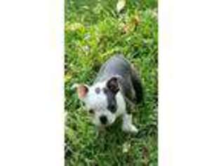Boston Terrier Puppy for sale in Pittsburgh, PA, USA