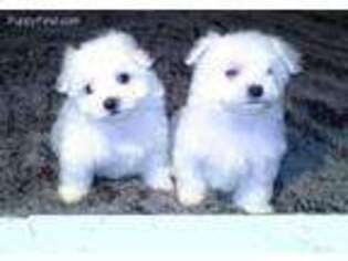 Medium Photo #1 Maltese Puppy For Sale in Saint Francisville, LA, USA