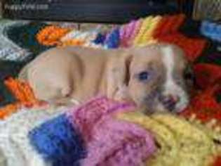 Olde English Bulldogge Puppy for sale in Hamilton, OH, USA