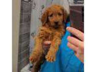 Goldendoodle Puppy for sale in Denver, CO, USA