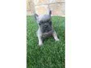 French Bulldog Puppy for sale in Trabuco Canyon, CA, USA