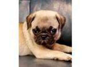 Pug Puppy for sale in New Albany, MS, USA