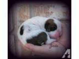 Bulldog Puppy for sale in COPPERAS COVE, TX, USA