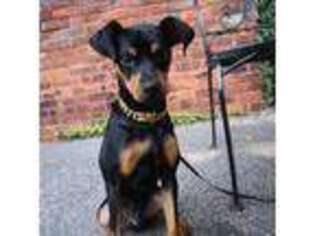 Miniature Pinscher Puppy for sale in Youngstown, OH, USA