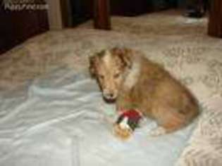 Shetland Sheepdog Puppy for sale in Littleton, CO, USA