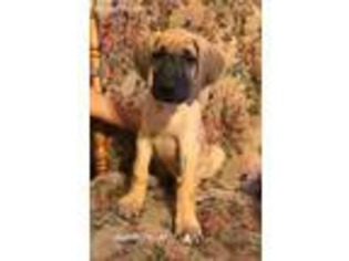 Great Dane Puppy for sale in Hartville, OH, USA