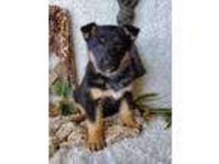 German Shepherd Dog Puppy for sale in Stanley, WI, USA