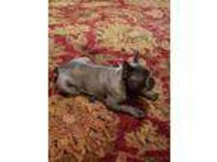 French Bulldog Puppy for sale in Forrest City, AR, USA