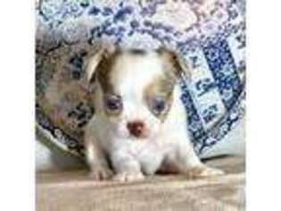 Chihuahua Puppy for sale in Ossian, IN, USA
