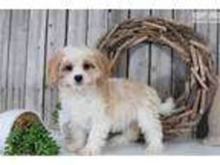 Cavachon Puppy for sale in Columbus, OH, USA