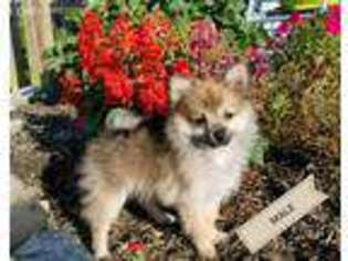 Pomeranian Puppy for sale in Laurel, IN, USA