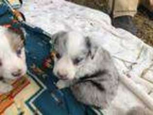 Australian Shepherd Puppy for sale in Eufaula, OK, USA
