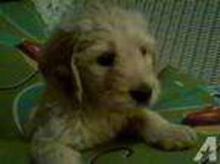 Goldendoodle Puppy for sale in HILTON, NY, USA