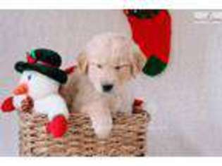 Golden Retriever Puppy for sale in Canton, OH, USA