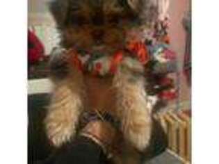 Yorkshire Terrier Puppy for sale in Monroe, NY, USA