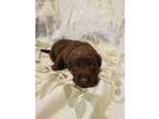 Labrador Retriever Puppy for sale in Algoma, WI, USA