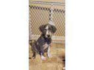 Great Dane Puppy for sale in Oak Ridge, TN, USA