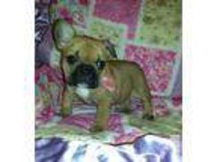 French Bulldog Puppy for sale in BUNKER HILL, WV, USA