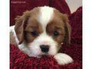 Cavalier King Charles Spaniel Puppy for sale in Chuckey, TN, USA