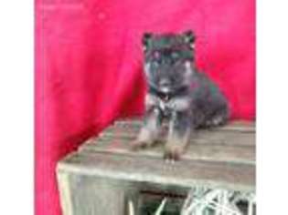 German Shepherd Dog Puppy for sale in Millersburg, OH, USA