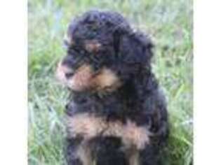 Cavapoo Puppy for sale in Ronks, PA, USA