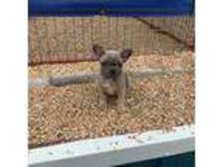 French Bulldog Puppy for sale in Stella, MO, USA
