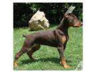 Doberman Pinscher Puppy for sale in FOUNTAIN CITY, IN, USA