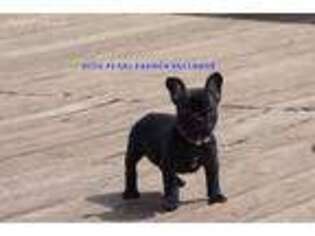 French Bulldog Puppy for sale in Blanco, TX, USA