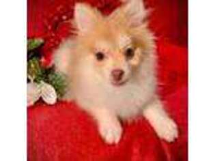 Pomeranian Puppy for sale in Godwin, NC, USA