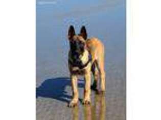 Belgian Malinois Puppy for sale in Los Osos, CA, USA