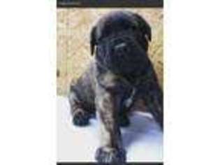 Mastiff Puppy for sale in Webster City, IA, USA