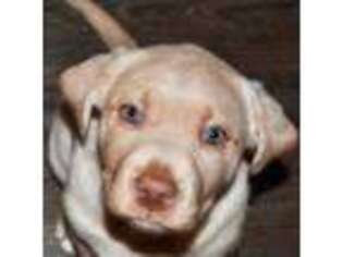 Labrador Retriever Puppy for sale in Chimacum, WA, USA