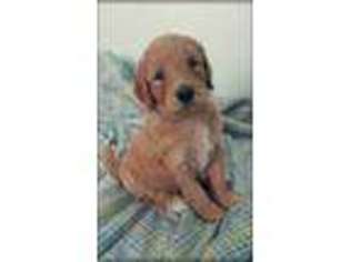 Goldendoodle Puppy for sale in Roy, UT, USA