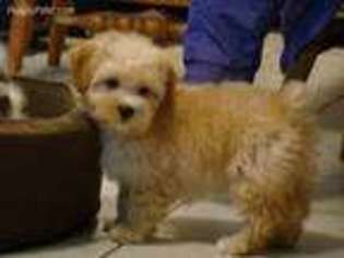Shih-Poo Puppy for sale in Union Bridge, MD, USA
