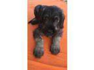 Mutt Puppy for sale in Weatogue, CT, USA
