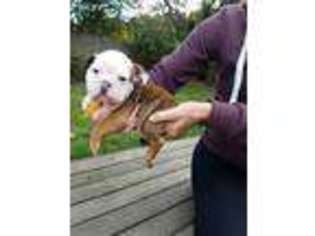 Bulldog Puppy for sale in Renton, WA, USA