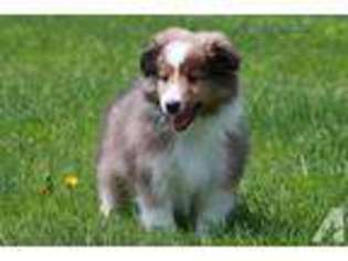 Shetland Sheepdog Puppy for sale in MADISON, WI, USA