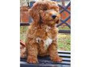 Goldendoodle Puppy for sale in Marietta, GA, USA