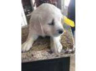 Mutt Puppy for sale in Logan, UT, USA